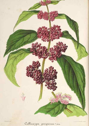 Reproducción/Reproduction 49686548617: L'Illustration horticole :. Gand, Belgium :Imprimerie et lithographie de F. et E. Gyselnyck,1854-1896.. 