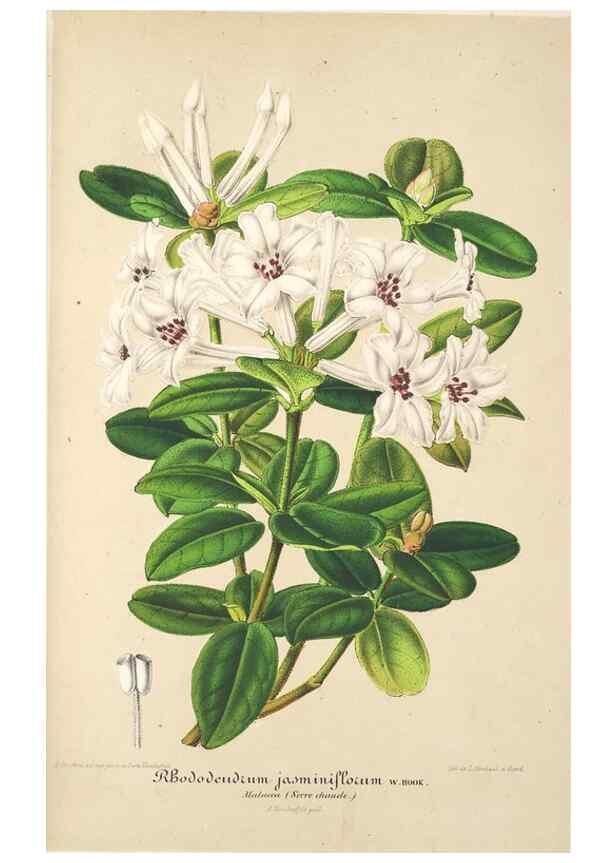 Reproducción/Reproduction 49686246426: L'Illustration horticole :. Gand, Belgium :Imprimerie et lithographie de F. et E. Gyselnyck,1854-1896.. 