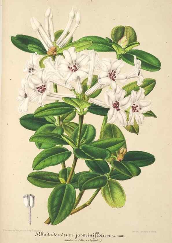 Reproducción/Reproduction 49686246426: L'Illustration horticole :. Gand, Belgium :Imprimerie et lithographie de F. et E. Gyselnyck,1854-1896.. 