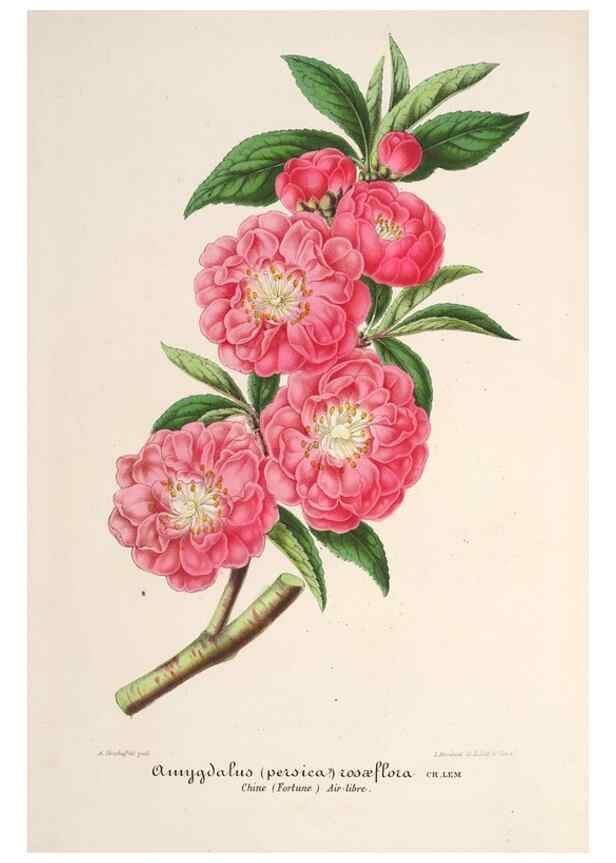 Reproducción/Reproduction 49686549077: L'Illustration horticole :. Gand, Belgium :Imprimerie et lithographie de F. et E. Gyselnyck,1854-1896.. 