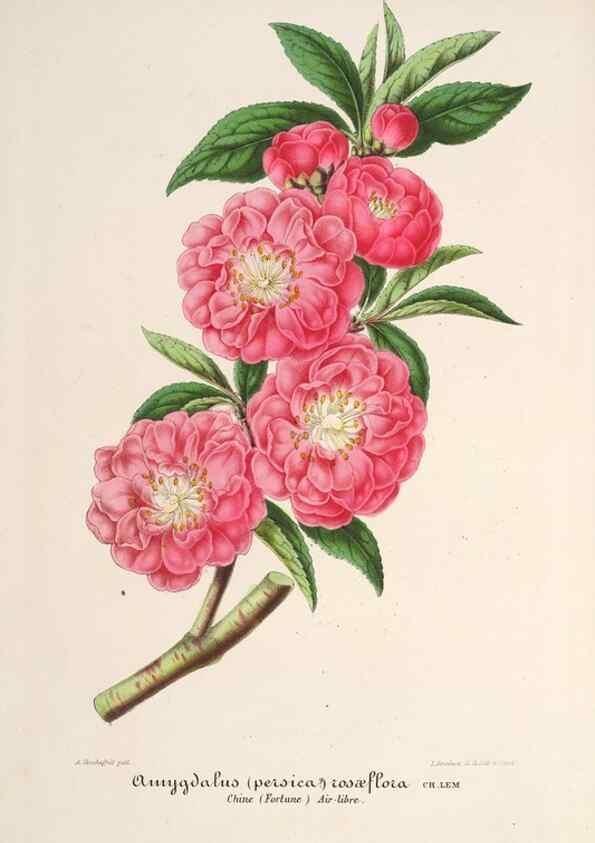 Reproducción/Reproduction 49686549077: L'Illustration horticole :. Gand, Belgium :Imprimerie et lithographie de F. et E. Gyselnyck,1854-1896.. 