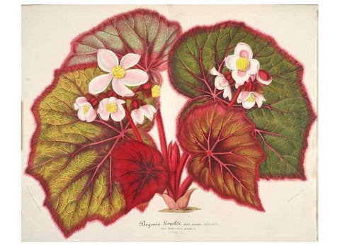 Reproducción/Reproduction 49686246926: L'Illustration horticole :. Gand, Belgium :Imprimerie et lithographie de F. et E. Gyselnyck,1854-1896.. 