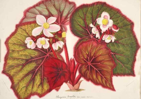 Reproducción/Reproduction 49686246926: L'Illustration horticole :. Gand, Belgium :Imprimerie et lithographie de F. et E. Gyselnyck,1854-1896.. 