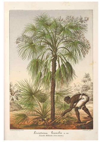 Reproducción/Reproduction 49686549707: L'Illustration horticole :. Gand, Belgium :Imprimerie et lithographie de F. et E. Gyselnyck,1854-1896.. 