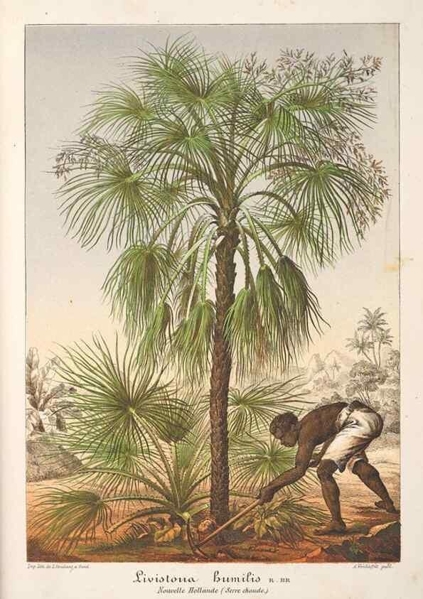 Reproducción/Reproduction 49686549707: L'Illustration horticole :. Gand, Belgium :Imprimerie et lithographie de F. et E. Gyselnyck,1854-1896.. 