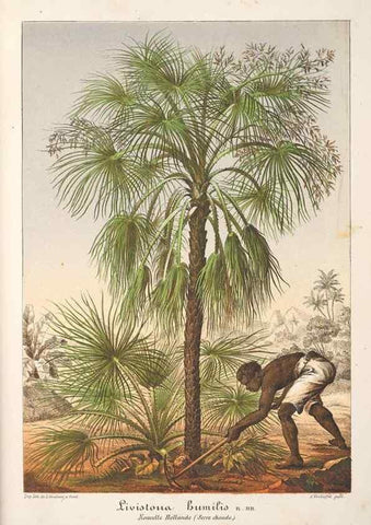 Reproducción/Reproduction 49686549707: L'Illustration horticole :. Gand, Belgium :Imprimerie et lithographie de F. et E. Gyselnyck,1854-1896.. 
