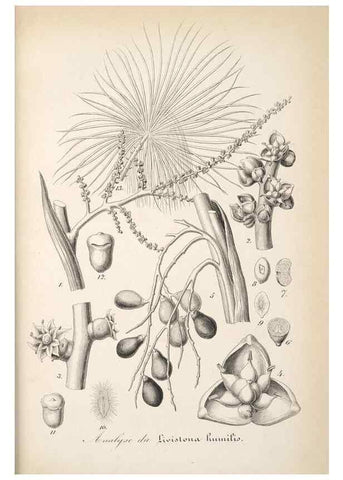 Reproducción/Reproduction 49685716508: L'Illustration horticole :. Gand, Belgium :Imprimerie et lithographie de F. et E. Gyselnyck,1854-1896.. 