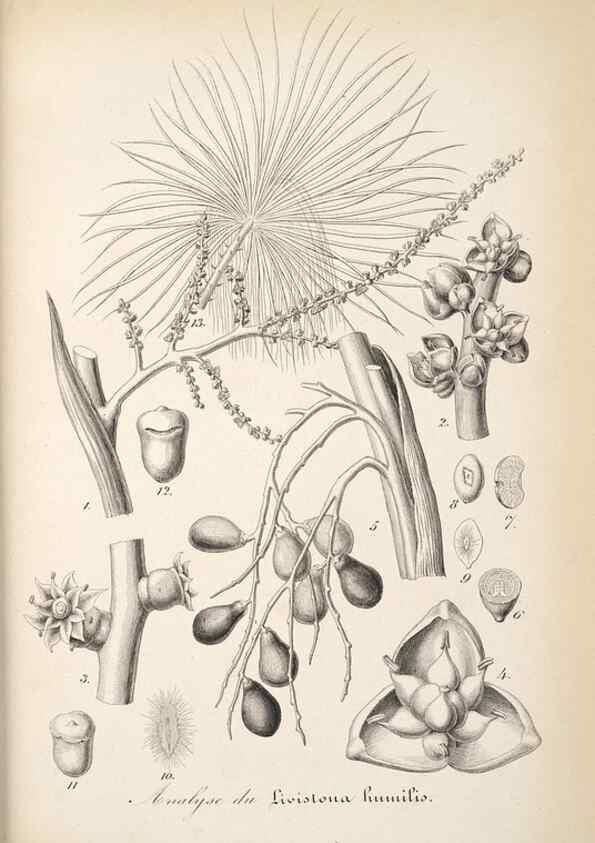 Reproducción/Reproduction 49685716508: L'Illustration horticole :. Gand, Belgium :Imprimerie et lithographie de F. et E. Gyselnyck,1854-1896.. 