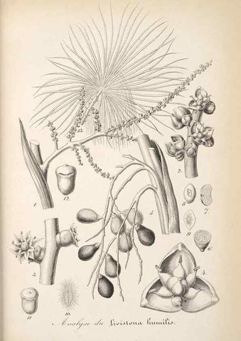 Reproducción/Reproduction 49685716508: L'Illustration horticole :. Gand, Belgium :Imprimerie et lithographie de F. et E. Gyselnyck,1854-1896.. 