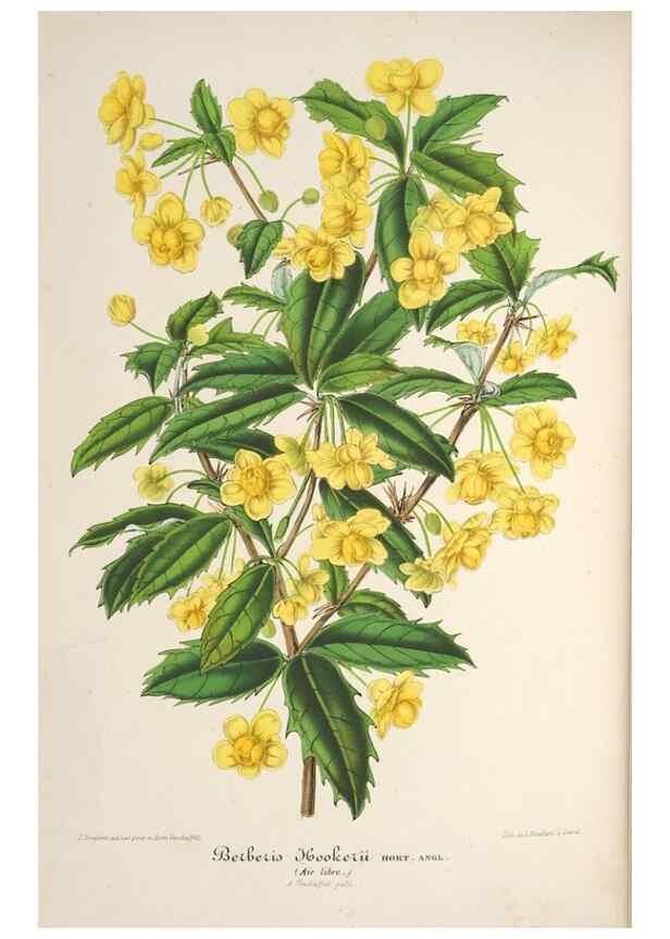 Reproducción/Reproduction 49685716778: L'Illustration horticole :. Gand, Belgium :Imprimerie et lithographie de F. et E. Gyselnyck,1854-1896.. 