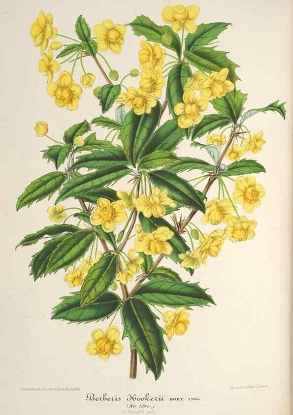 Reproducción/Reproduction 49685716778: L'Illustration horticole :. Gand, Belgium :Imprimerie et lithographie de F. et E. Gyselnyck,1854-1896.. 