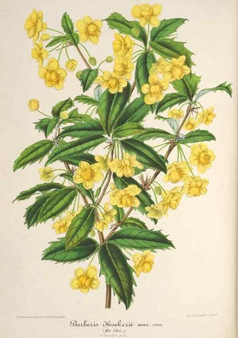 Reproducción/Reproduction 49685716778: L'Illustration horticole :. Gand, Belgium :Imprimerie et lithographie de F. et E. Gyselnyck,1854-1896.. 