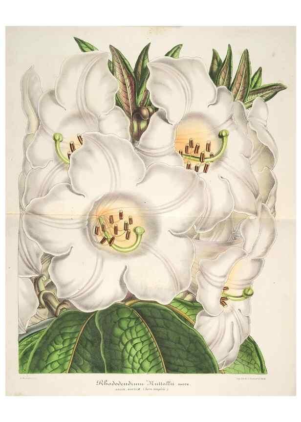 Reproducción/Reproduction 49686248121: L'Illustration horticole :. Gand, Belgium :Imprimerie et lithographie de F. et E. Gyselnyck,1854-1896.. 
