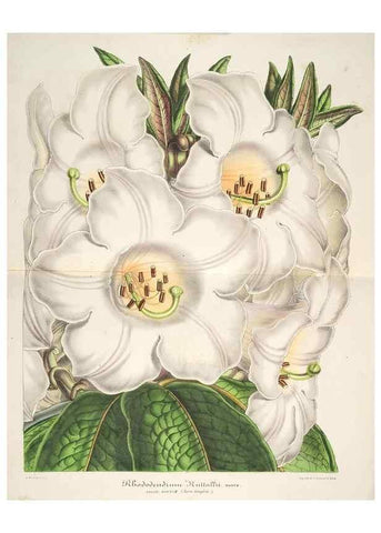 Reproducción/Reproduction 49686248121: L'Illustration horticole :. Gand, Belgium :Imprimerie et lithographie de F. et E. Gyselnyck,1854-1896.. 