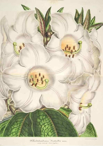 Reproducción/Reproduction 49686248121: L'Illustration horticole :. Gand, Belgium :Imprimerie et lithographie de F. et E. Gyselnyck,1854-1896.. 
