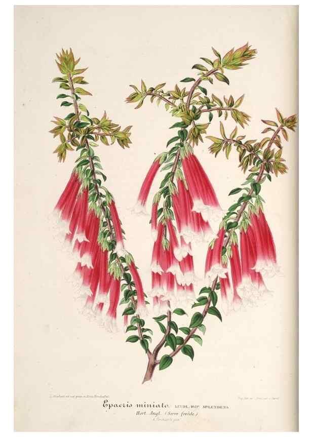 Reproducción/Reproduction 49686546097: L'Illustration horticole :. Gand, Belgium :Imprimerie et lithographie de F. et E. Gyselnyck,1854-1896.. 