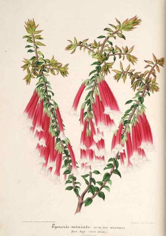 Reproducción/Reproduction 49686546097: L'Illustration horticole :. Gand, Belgium :Imprimerie et lithographie de F. et E. Gyselnyck,1854-1896.. 