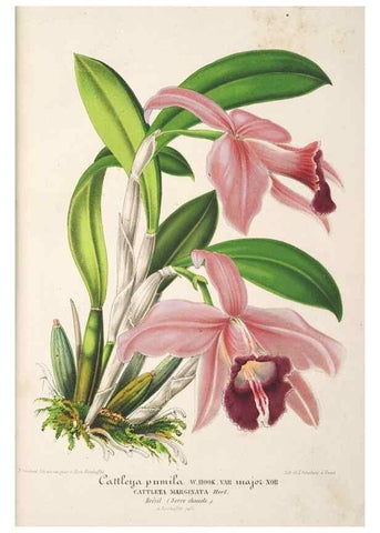Reproducción/Reproduction 49686243516: L'Illustration horticole :. Gand, Belgium :Imprimerie et lithographie de F. et E. Gyselnyck,1854-1896.. 