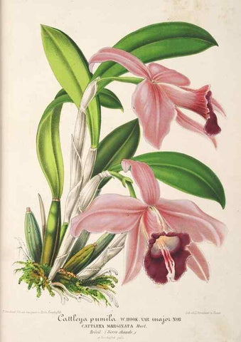 Reproducción/Reproduction 49686243516: L'Illustration horticole :. Gand, Belgium :Imprimerie et lithographie de F. et E. Gyselnyck,1854-1896.. 