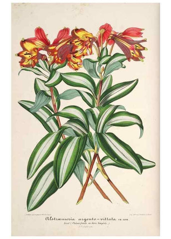 Reproducción/Reproduction 49686545617: L'Illustration horticole :. Gand, Belgium :Imprimerie et lithographie de F. et E. Gyselnyck,1854-1896.. 