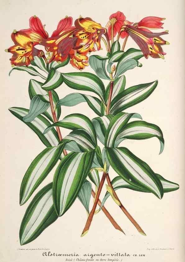 Reproducción/Reproduction 49686545617: L'Illustration horticole :. Gand, Belgium :Imprimerie et lithographie de F. et E. Gyselnyck,1854-1896.. 
