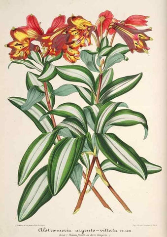 Reproducción/Reproduction 49686545617: L'Illustration horticole :. Gand, Belgium :Imprimerie et lithographie de F. et E. Gyselnyck,1854-1896.. 