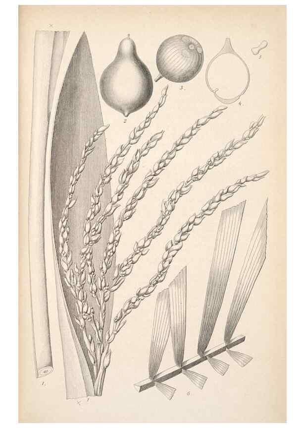 Reproducción/Reproduction 49686492122: L'Illustration horticole :. Gand, Belgium :Imprimerie et lithographie de F. et E. Gyselnyck,1854-1896.. 