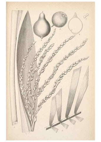 Reproducción/Reproduction 49686492122: L'Illustration horticole :. Gand, Belgium :Imprimerie et lithographie de F. et E. Gyselnyck,1854-1896.. 