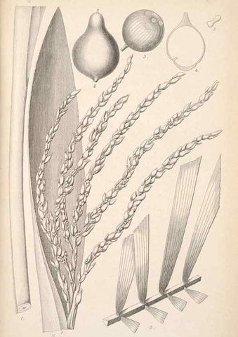 Reproducción/Reproduction 49686492122: L'Illustration horticole :. Gand, Belgium :Imprimerie et lithographie de F. et E. Gyselnyck,1854-1896.. 