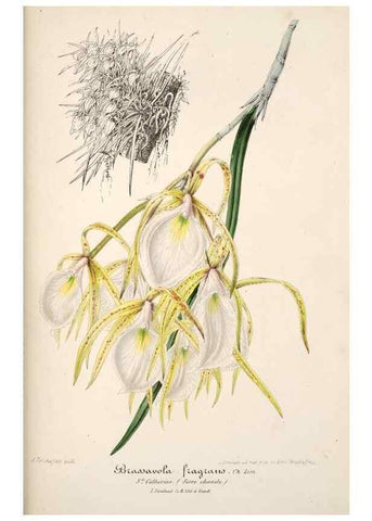 Reproducción/Reproduction 49685655423: L'Illustration horticole :. Gand, Belgium :Imprimerie et lithographie de F. et E. Gyselnyck,1854-1896.. 