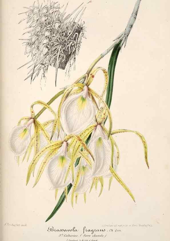 Reproducción/Reproduction 49685655423: L'Illustration horticole :. Gand, Belgium :Imprimerie et lithographie de F. et E. Gyselnyck,1854-1896.. 