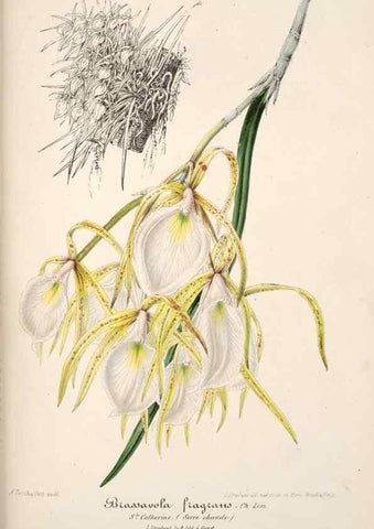 Reproducción/Reproduction 49685655423: L'Illustration horticole :. Gand, Belgium :Imprimerie et lithographie de F. et E. Gyselnyck,1854-1896.. 