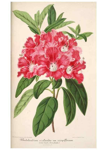 Reproducción/Reproduction 49686186896: L'Illustration horticole :. Gand, Belgium :Imprimerie et lithographie de F. et E. Gyselnyck,1854-1896.. 