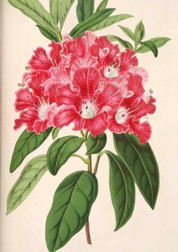 Reproducción/Reproduction 49686186896: L'Illustration horticole :. Gand, Belgium :Imprimerie et lithographie de F. et E. Gyselnyck,1854-1896.. 