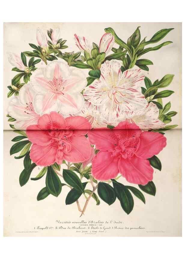 Reproducción/Reproduction 49686489327: L'Illustration horticole :. Gand, Belgium :Imprimerie et lithographie de F. et E. Gyselnyck,1854-1896.. 