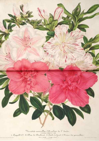 Reproducción/Reproduction 49686489327: L'Illustration horticole :. Gand, Belgium :Imprimerie et lithographie de F. et E. Gyselnyck,1854-1896.. 