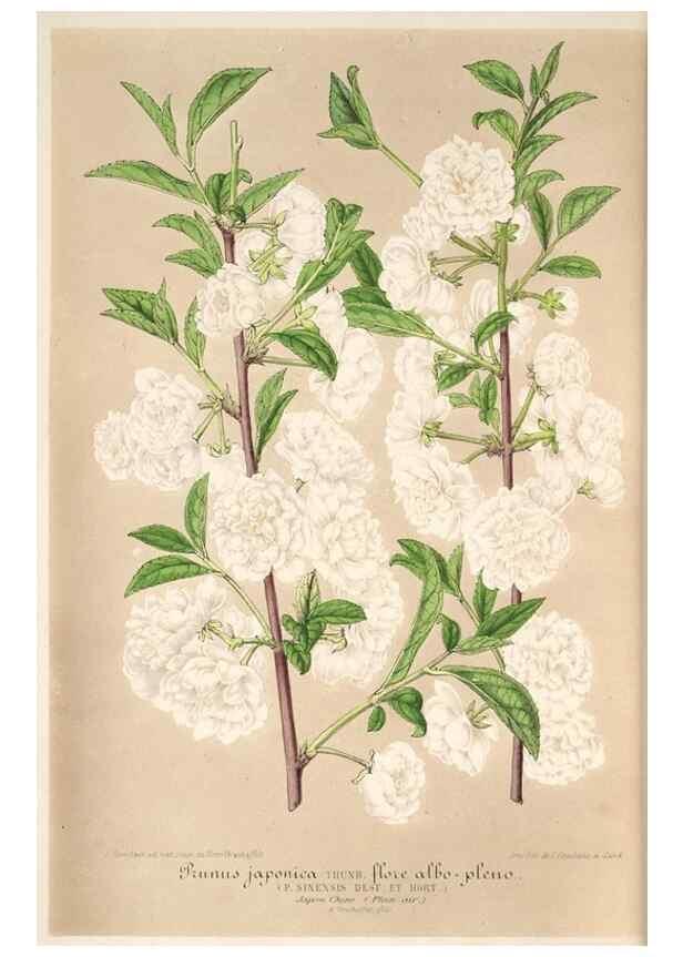 Reproducción/Reproduction 49685655958: L'Illustration horticole :. Gand, Belgium :Imprimerie et lithographie de F. et E. Gyselnyck,1854-1896.. 