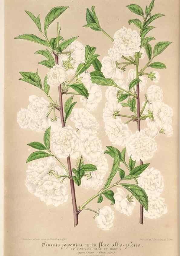 Reproducción/Reproduction 49685655958: L'Illustration horticole :. Gand, Belgium :Imprimerie et lithographie de F. et E. Gyselnyck,1854-1896.. 