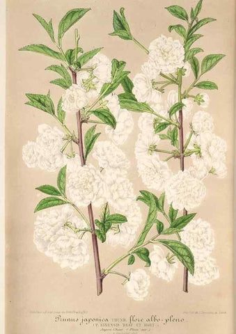 Reproducción/Reproduction 49685655958: L'Illustration horticole :. Gand, Belgium :Imprimerie et lithographie de F. et E. Gyselnyck,1854-1896.. 