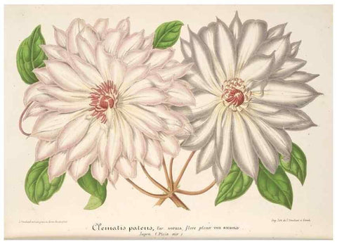 Reproducción/Reproduction 49686187421: L'Illustration horticole :. Gand, Belgium :Imprimerie et lithographie de F. et E. Gyselnyck,1854-1896.. 