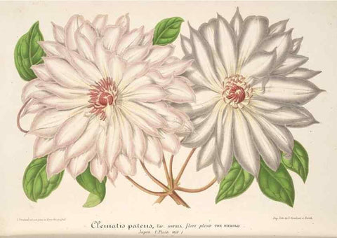 Reproducción/Reproduction 49686187421: L'Illustration horticole :. Gand, Belgium :Imprimerie et lithographie de F. et E. Gyselnyck,1854-1896.. 