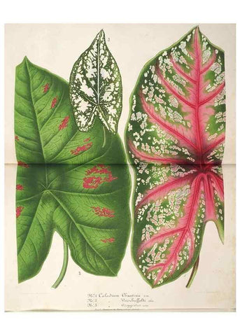 Reproducción/Reproduction 49686187681: L'Illustration horticole :. Gand, Belgium :Imprimerie et lithographie de F. et E. Gyselnyck,1854-1896.. 