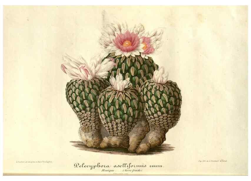 Reproducción/Reproduction 49686490112: L'Illustration horticole :. Gand, Belgium :Imprimerie et lithographie de F. et E. Gyselnyck,1854-1896.. 