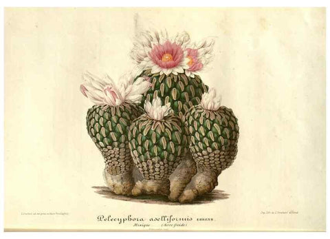 Reproducción/Reproduction 49686490112: L'Illustration horticole :. Gand, Belgium :Imprimerie et lithographie de F. et E. Gyselnyck,1854-1896.. 