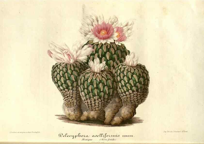 Reproducción/Reproduction 49686490112: L'Illustration horticole :. Gand, Belgium :Imprimerie et lithographie de F. et E. Gyselnyck,1854-1896.. 
