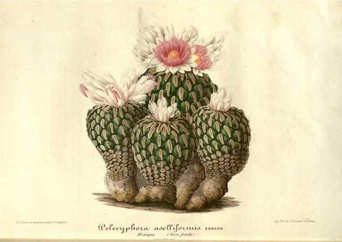 Reproducción/Reproduction 49686490112: L'Illustration horticole :. Gand, Belgium :Imprimerie et lithographie de F. et E. Gyselnyck,1854-1896.. 