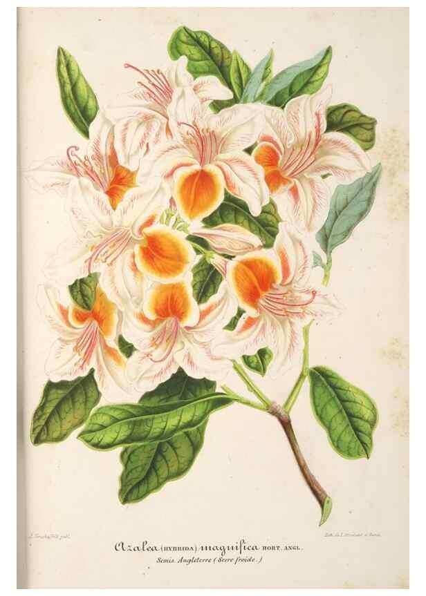 Reproducción/Reproduction 49686248291: L'Illustration horticole :. Gand, Belgium :Imprimerie et lithographie de F. et E. Gyselnyck,1854-1896.. 