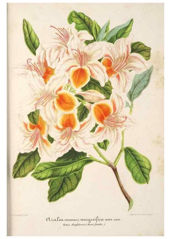 Reproducción/Reproduction 49686248291: L'Illustration horticole :. Gand, Belgium :Imprimerie et lithographie de F. et E. Gyselnyck,1854-1896.. 
