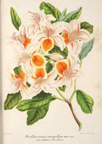 Reproducción/Reproduction 49686248291: L'Illustration horticole :. Gand, Belgium :Imprimerie et lithographie de F. et E. Gyselnyck,1854-1896.. 