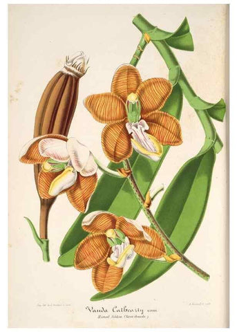 Reproducción/Reproduction 49686188131: L'Illustration horticole :. Gand, Belgium :Imprimerie et lithographie de F. et E. Gyselnyck,1854-1896.. 